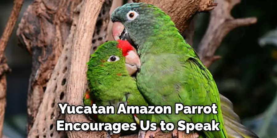 Yucatan Amazon Parrot Encourages Us to Speak