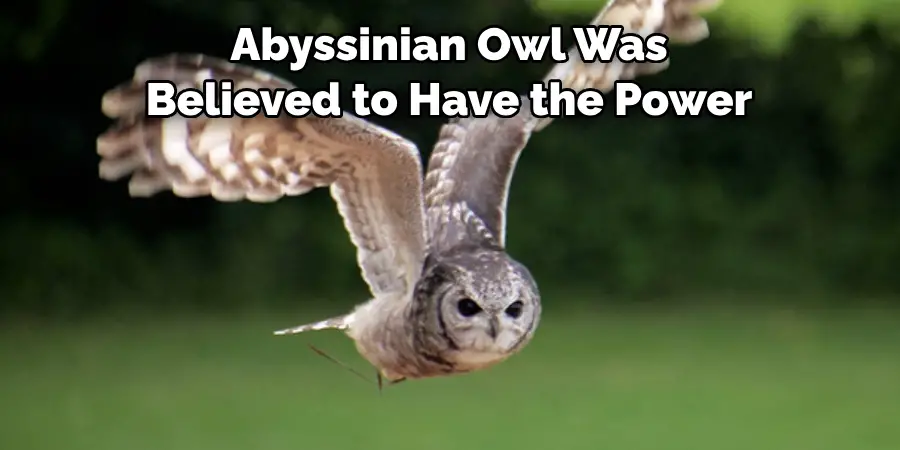 Abyssinian Owl Was Believed to Have the Power