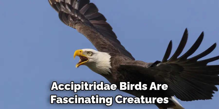 Accipitridae Birds Are Fascinating Creatures