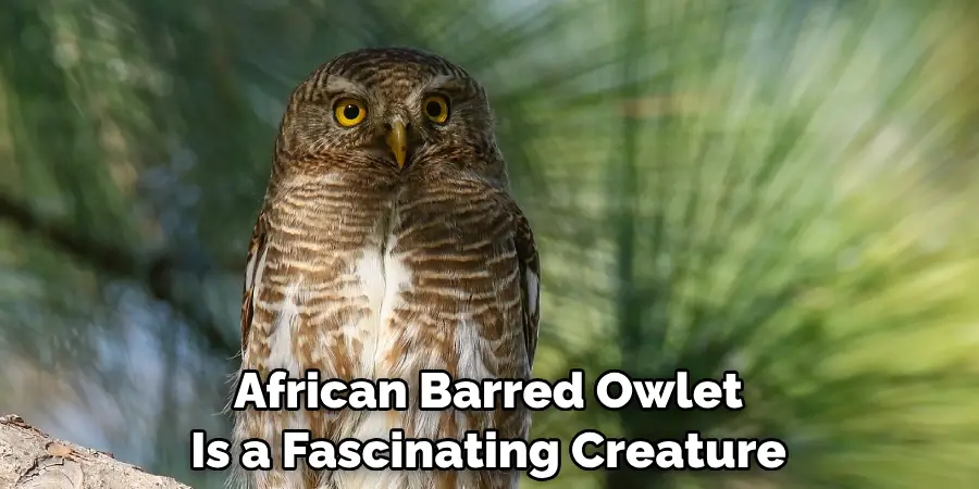 African Barred Owlet Is a Fascinating Creature