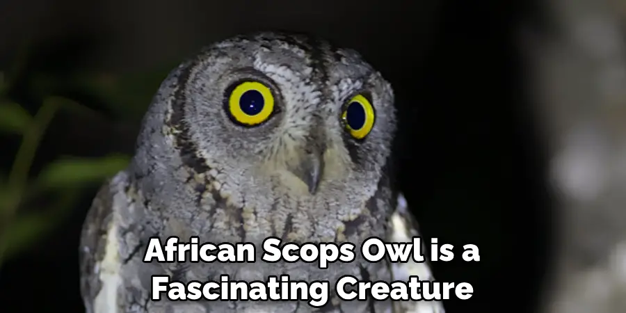 African Scops Owl is a Fascinating Creature