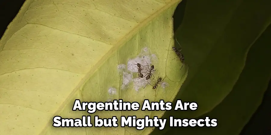Argentine Ants Are 
Small but Mighty Insects
