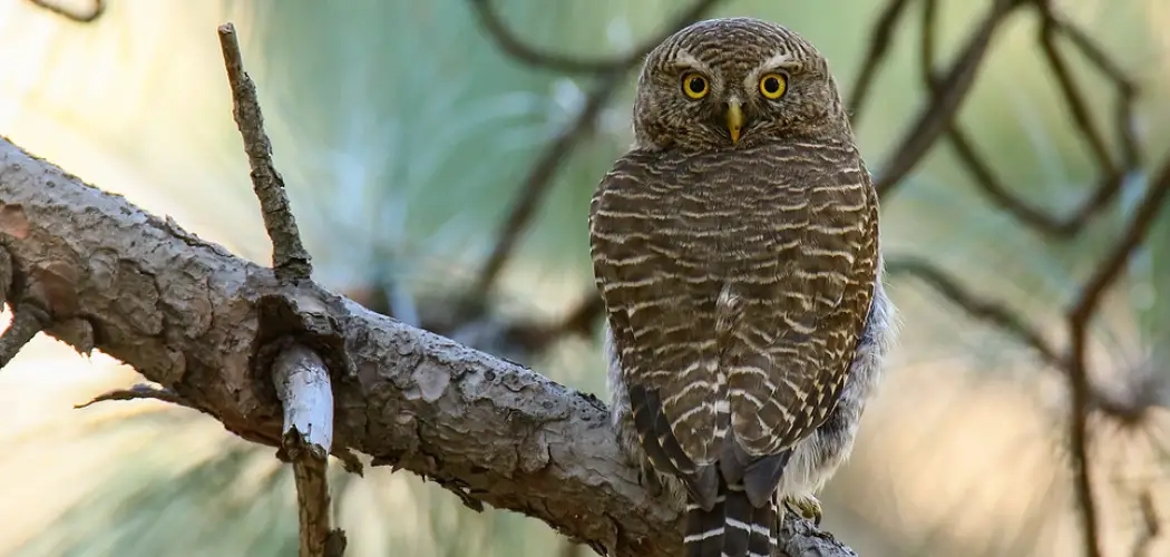 Barred Owlet Spiritual Meaning