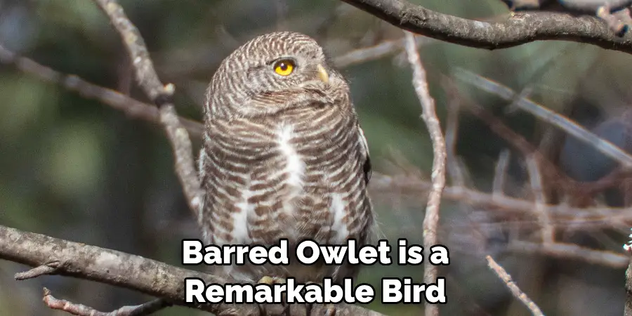 Barred Owlet is a Remarkable Bird