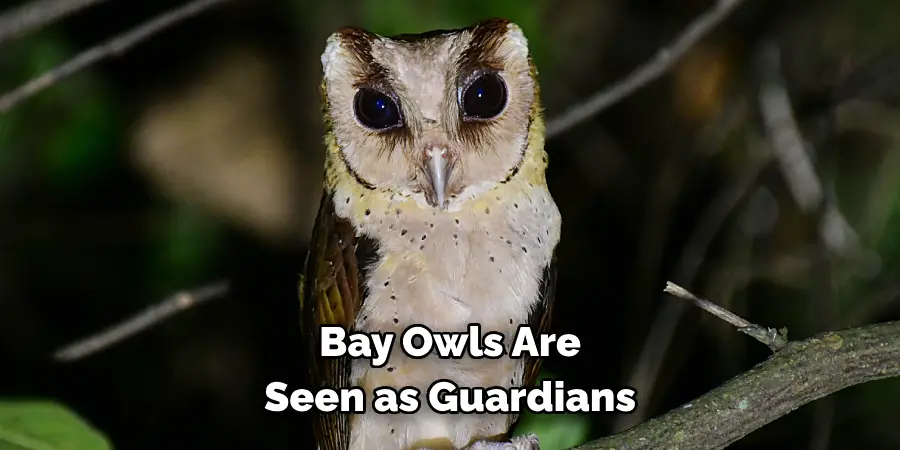 Bay Owls Are Seen as Guardians