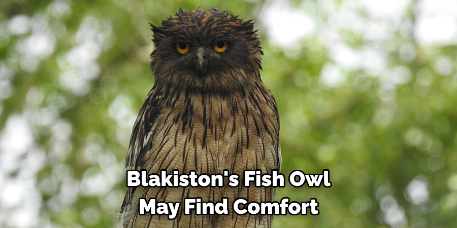 Blakiston's Fish Owl 
May Find Comfort