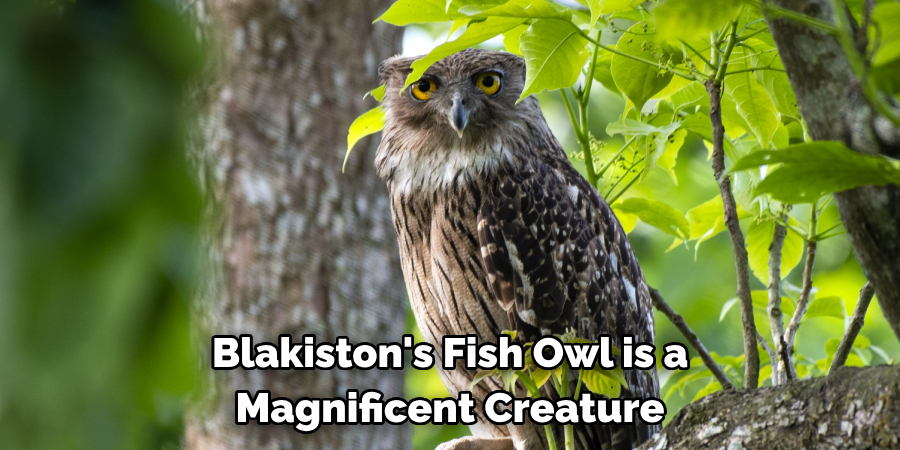 Blakiston's Fish Owl is a Magnificent Creature