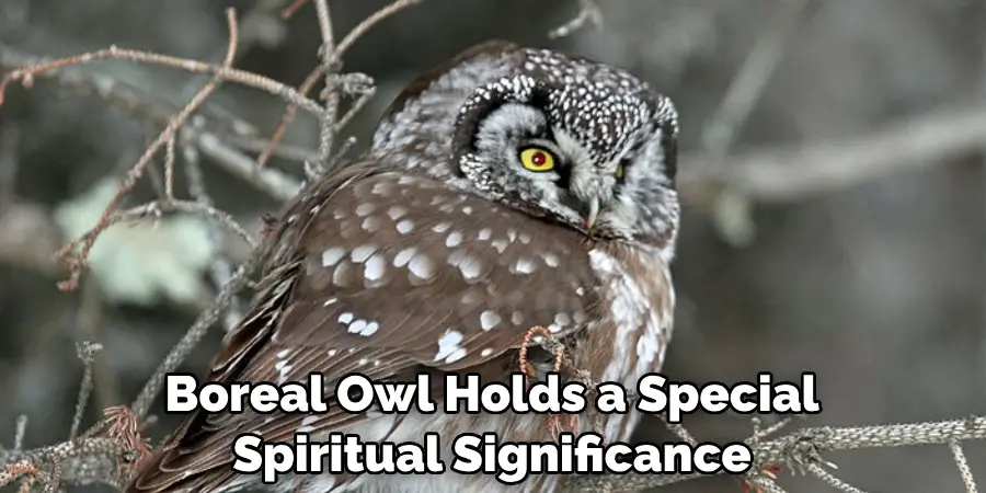 Boreal Owl Holds a Special Spiritual Significance