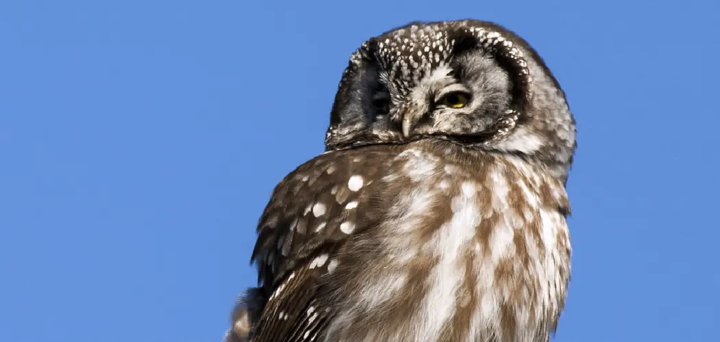 Boreal Owl Spiritual Meaning