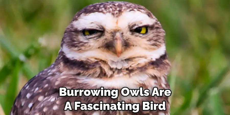 Burrowing Owls Are A Fascinating Bird