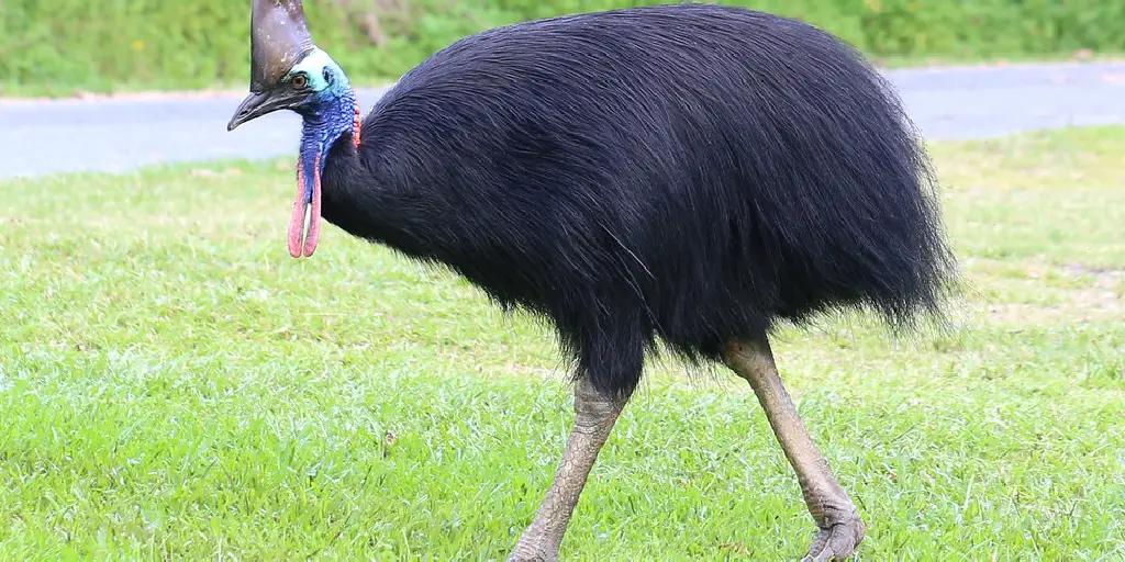 Cassowary Spiritual Meaning, Symbolism and Totem