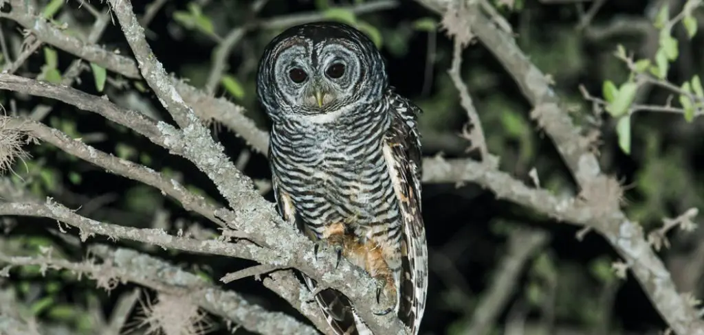Chaco Owl Spiritual Meaning