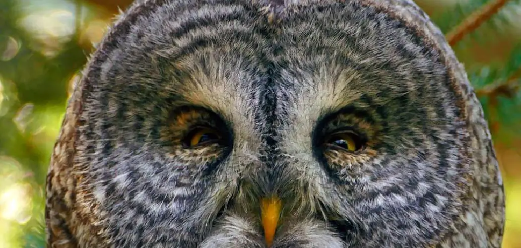 Cinereous Owl Spiritual Meaning