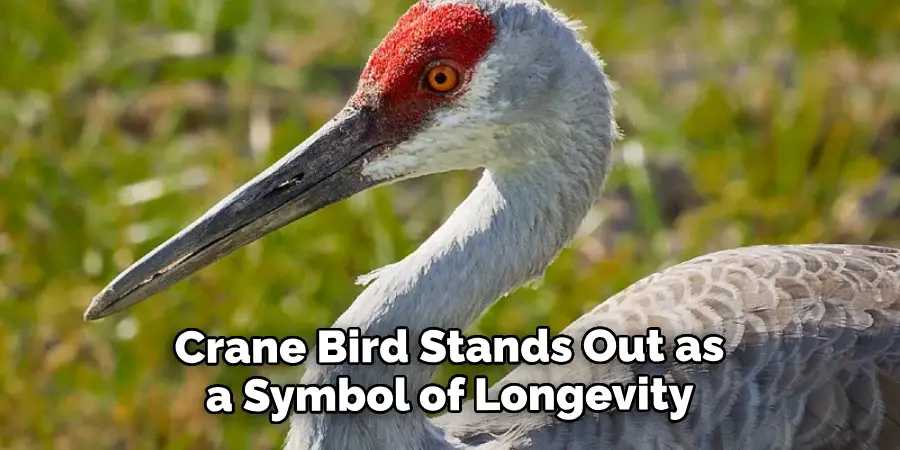 Crane Bird Stands Out as a Symbol of Longevity