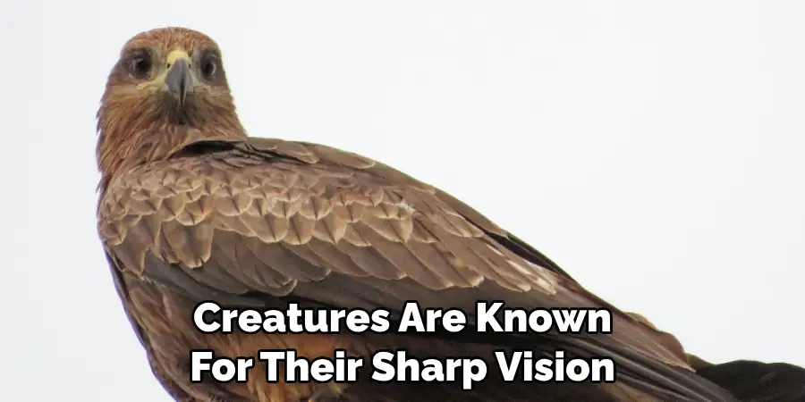 Creatures Are Known For Their Sharp Vision