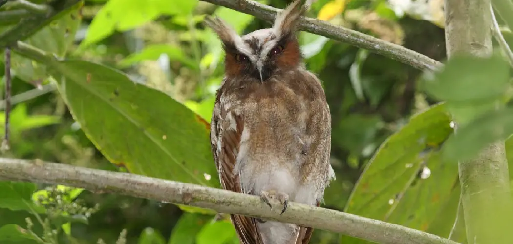 Crested Owl Spiritual Meaning