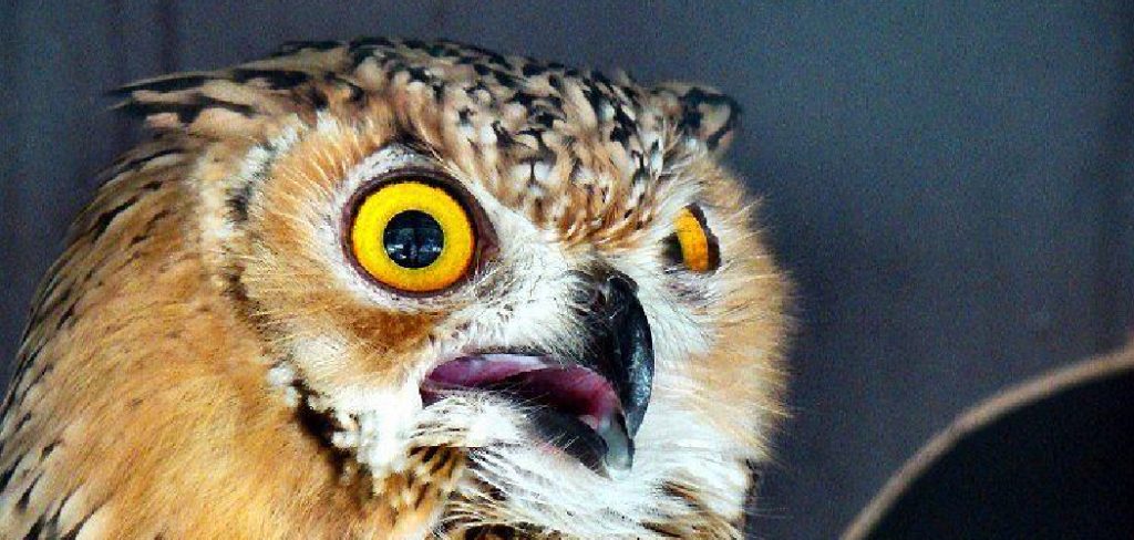 Desert Owl Spiritual Meaning
