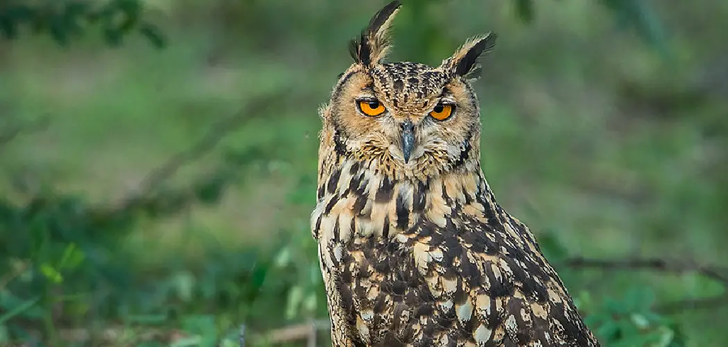 Eagle Owl Spiritual Meaning