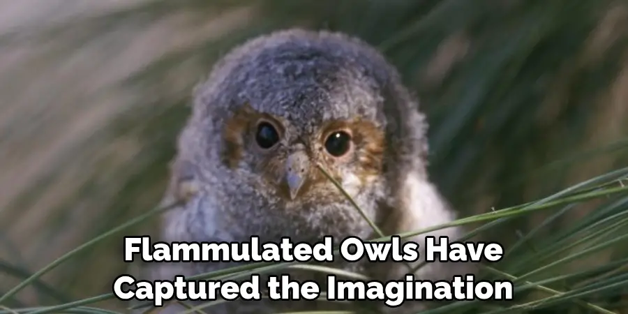 Flammulated Owls Have Captured the Imagination