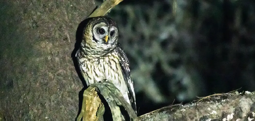 Fulvous Owl Spiritual Meaning