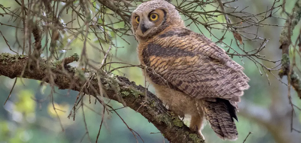 Great Horned Owl Spiritual Meaning