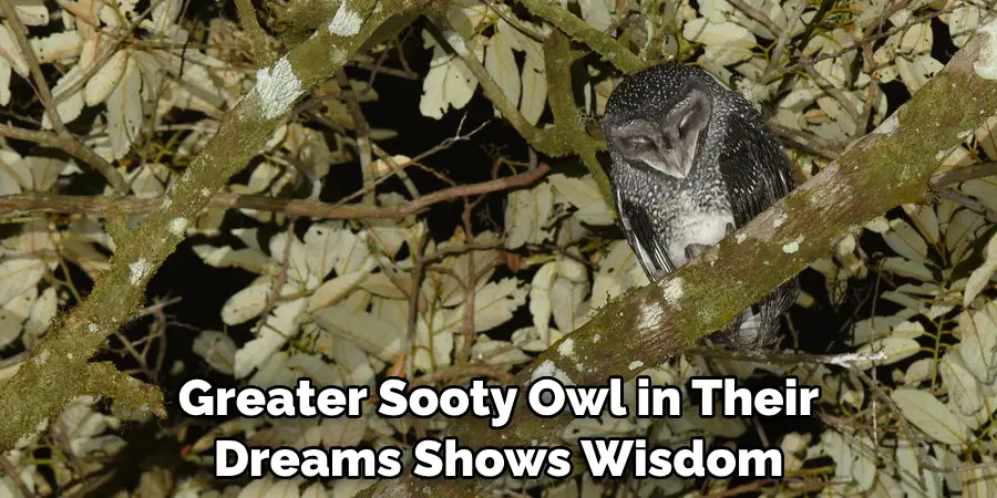 Greater Sooty Owl in Their Dreams Shows Wisdom
