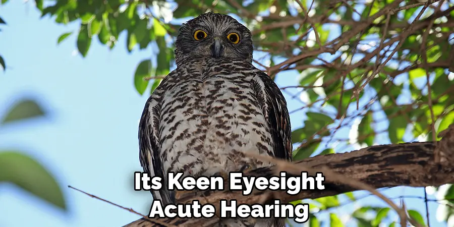 Its Keen Eyesight Acute Hearing