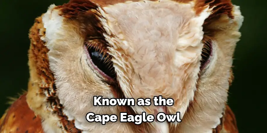 Known as the Cape Eagle Owl