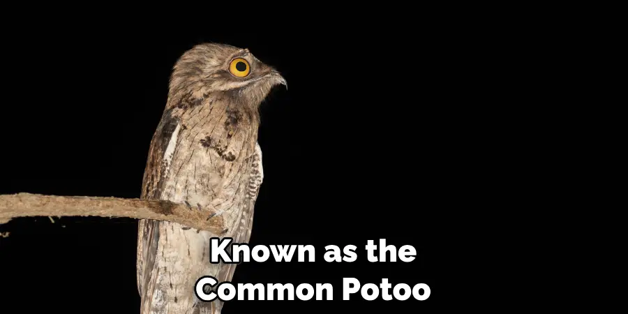 Known as the Common Potoo