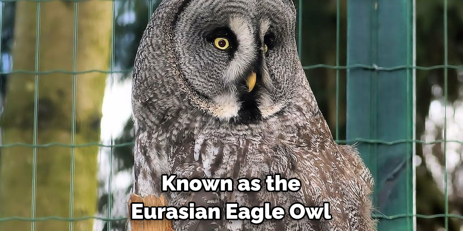 Known as the Eurasian Eagle Owl