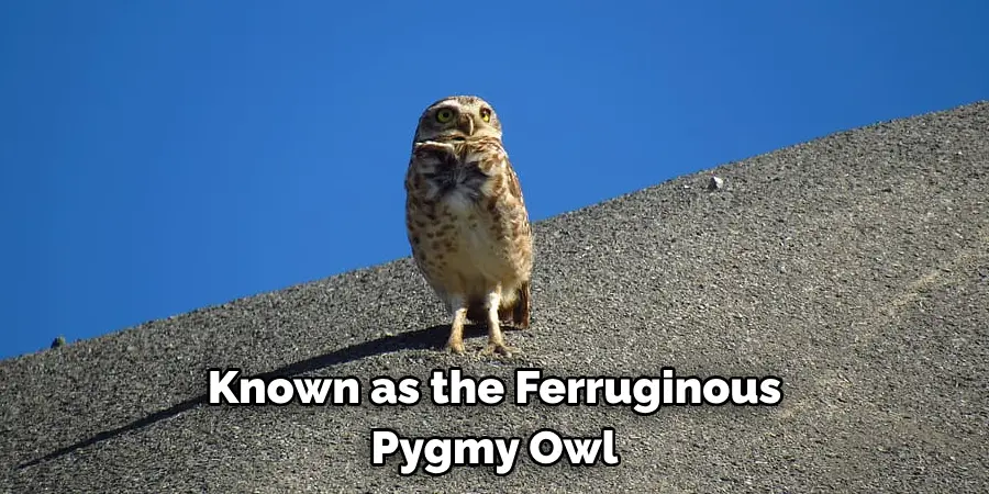 Known as the Ferruginous Pygmy Owl