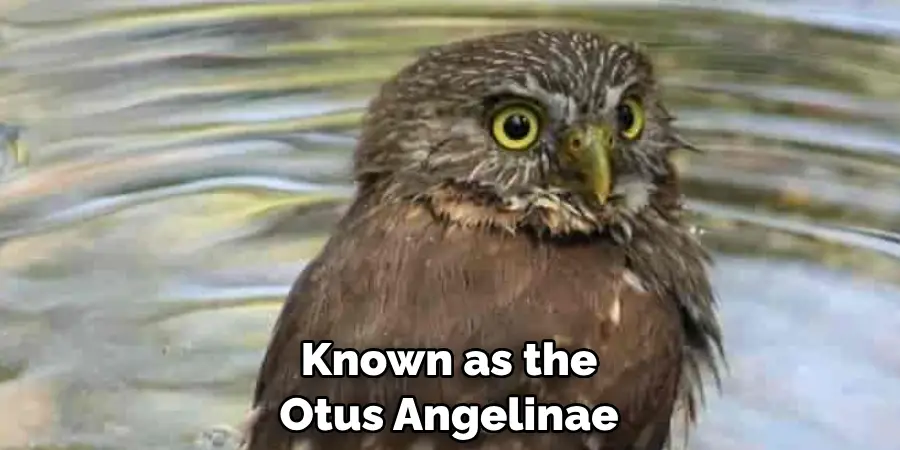 Known as the 
Otus Angelinae