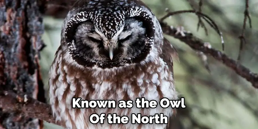 Known as the Owl Of the North