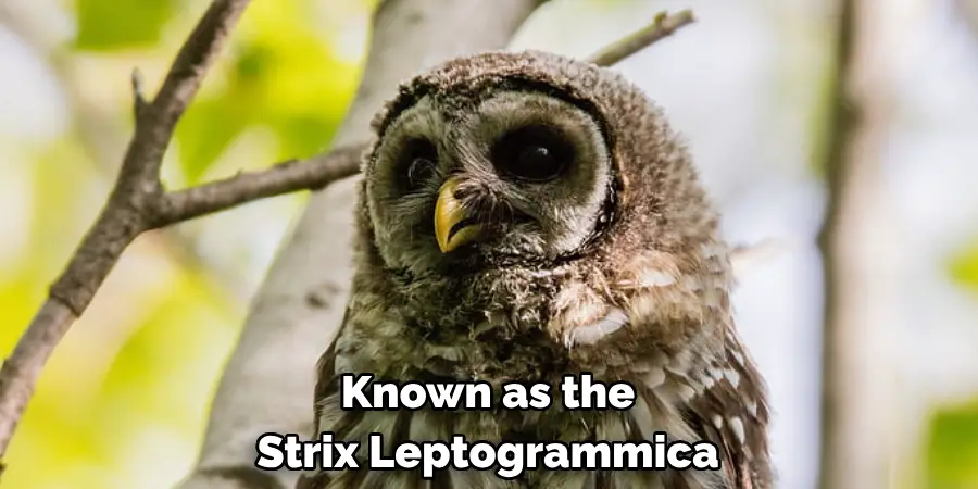 Known as the Strix Leptogrammica
