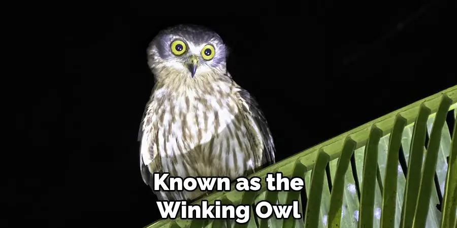 Known as the Winking Owl
