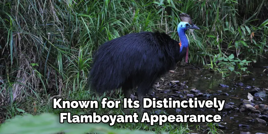 Known for Its Distinctively Flamboyant Appearance