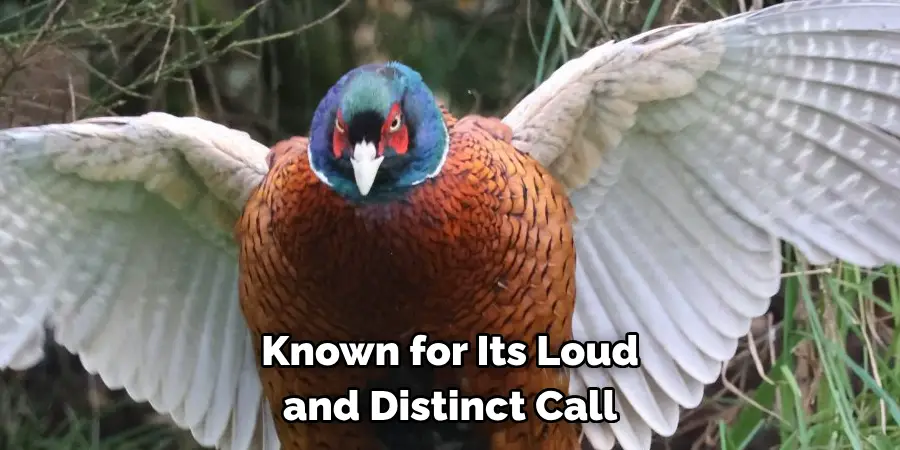 Known for Its Loud and Distinct Call
