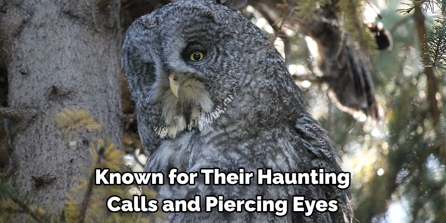 Known for Their Haunting Calls and Piercing Eyes