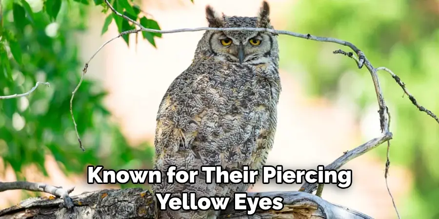 Known for Their Piercing Yellow Eyes