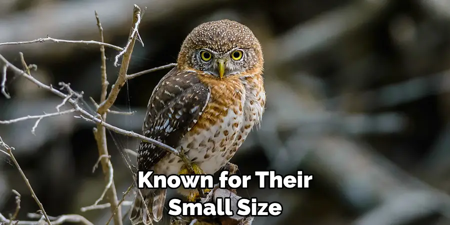 Known for Their Small Size