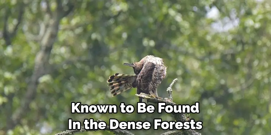 Known to Be Found 
In the Dense Forests