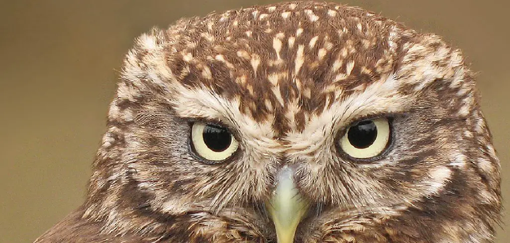 Little Owl Spiritual Meaning