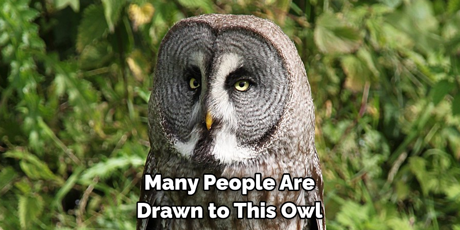 Many People Are Drawn to This Owl