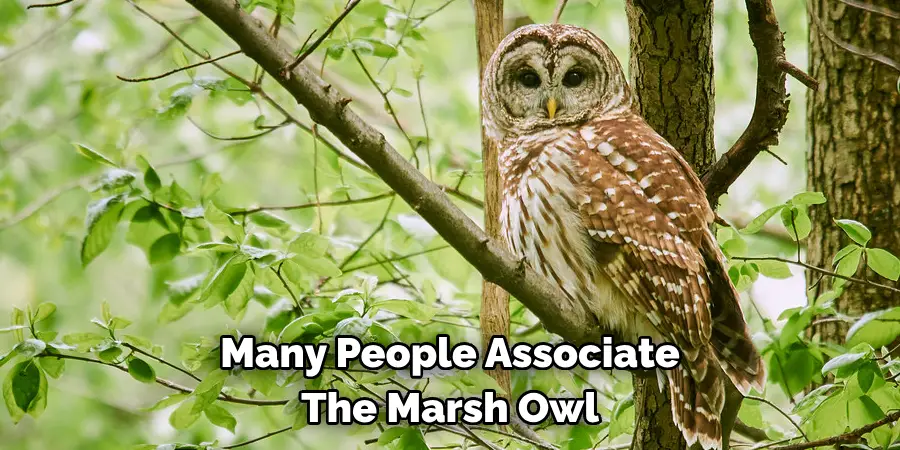 Many People Associate The Marsh Owl