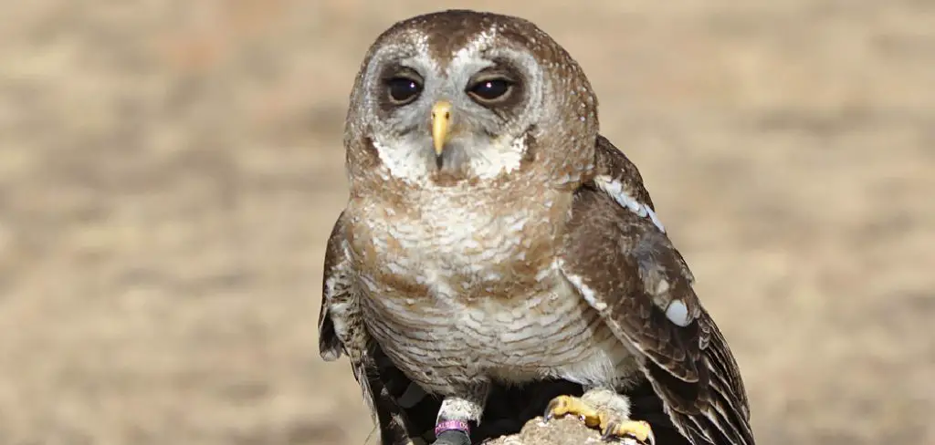 Marsh Owl Spiritual Meaning