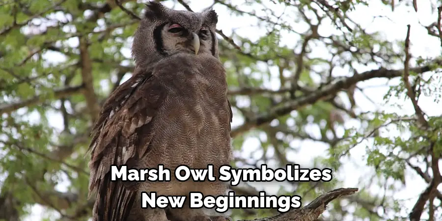 Marsh Owl Symbolizes New Beginnings