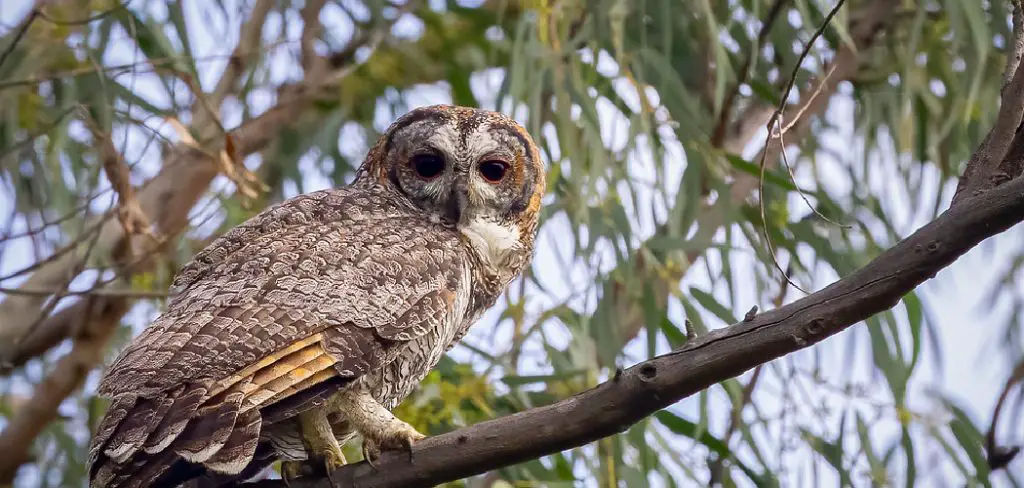 Mottled Owl Spiritual Meaning