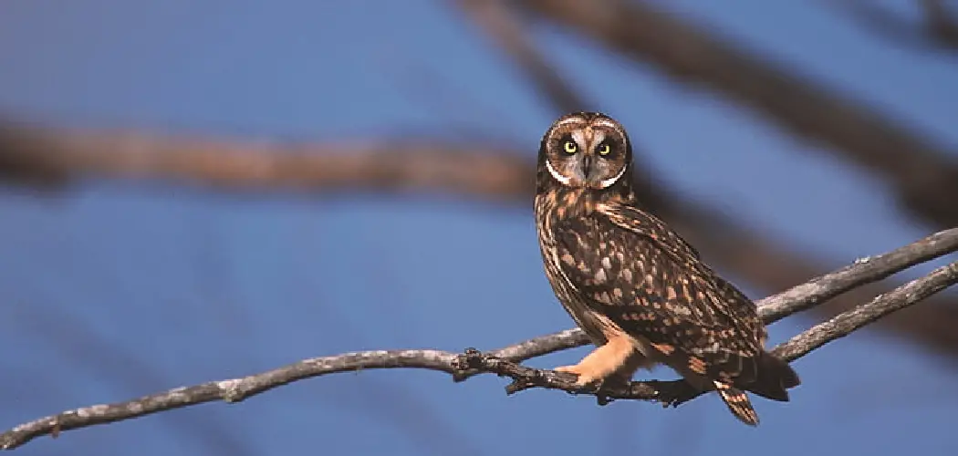 Omani Owl Spiritual Meaning