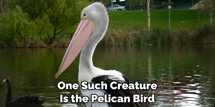 One Such Creature Is the Pelican Bird