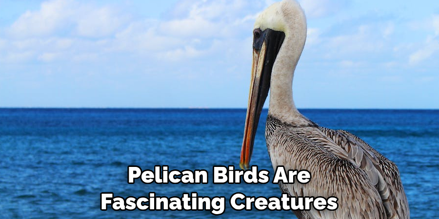 Pelican Birds Are Fascinating Creatures